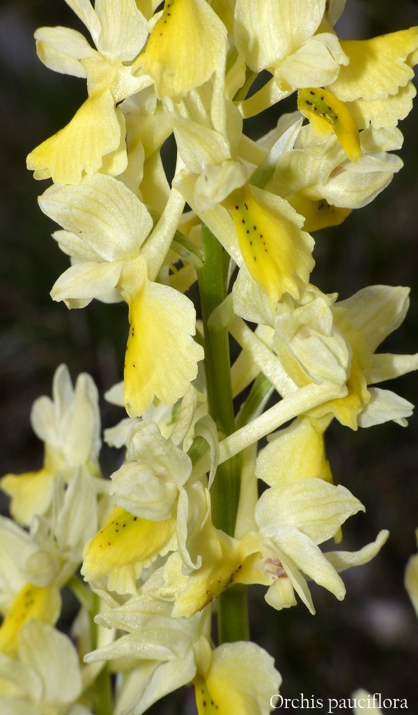 O.pauciflora, O.provincialis, O.quadripunctata, O.xcolemanii, 4 belle Orchis.